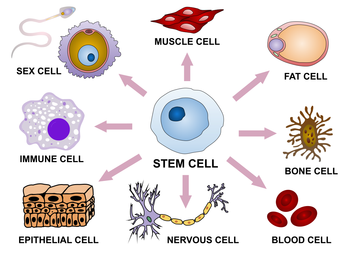 Cellular Differentiation