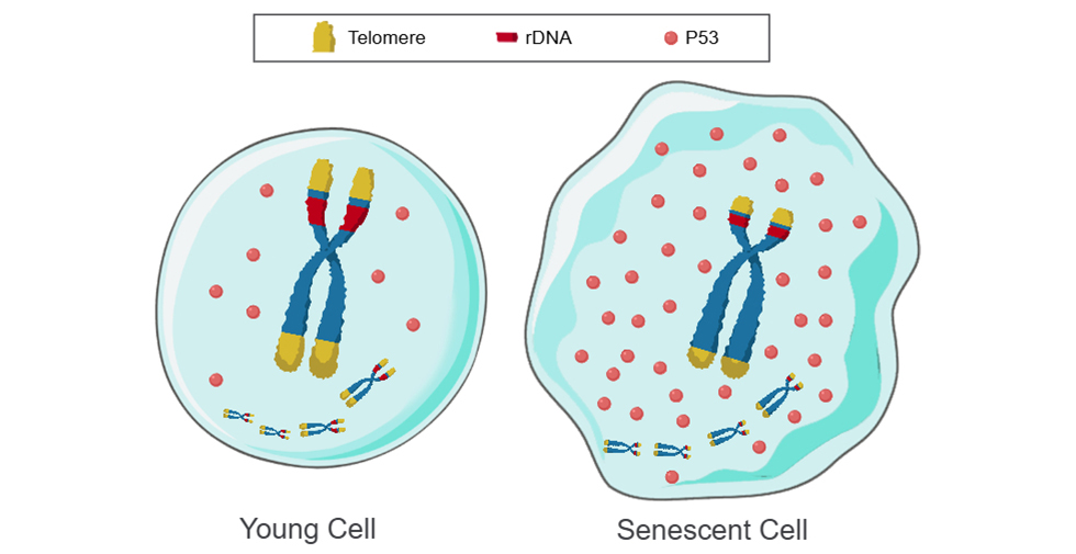 Biological Aging Mechanism